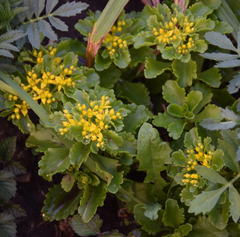 Phedimus kamtschaticus