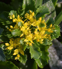 Phedimus kamtschaticus