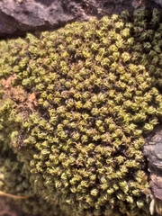 Ptychomitrium crispatum