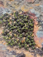 Ptychomitrium crispatum