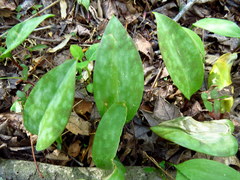 Erythronium americanum