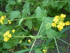 Brassica rapa pekinensis