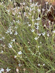Kohautia caespitosa brachyloba
