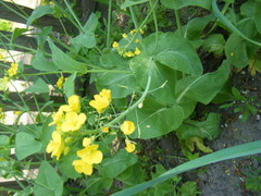 Brassica rapa pekinensis
