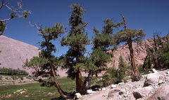 Juniperus semiglobosa