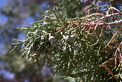 Juniperus semiglobosa