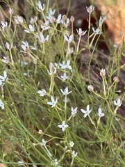 Kohautia caespitosa brachyloba