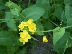 Brassica rapa pekinensis