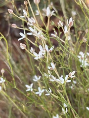 Kohautia caespitosa brachyloba