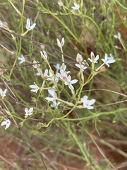 Kohautia caespitosa brachyloba