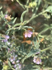 Hermannia glanduligera