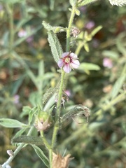 Hermannia glanduligera
