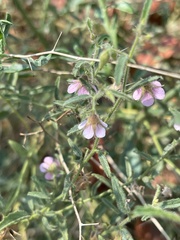 Hermannia glanduligera