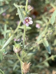 Hermannia glanduligera