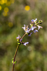 Salvia stenophylla