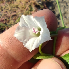 Ipomoea × leucantha