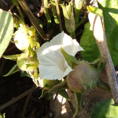 Ipomoea × leucantha