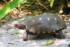 Red-Footed Tortoise photo 3