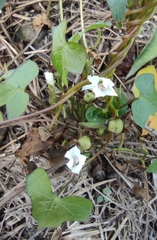 Ipomoea × leucantha