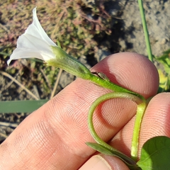 Ipomoea × leucantha