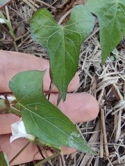 Ipomoea × leucantha