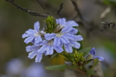Scaevola crassifolia