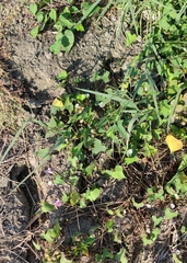 Ipomoea × leucantha