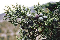 Juniperus semiglobosa