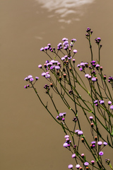 Senecio polyodon polyodon