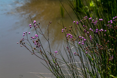Senecio polyodon polyodon