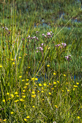 Senecio polyodon polyodon
