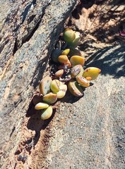 Adromischus filicaulis