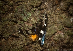 Stephanopis carcinoides