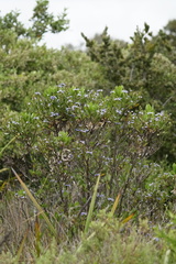 Scaevola crassifolia
