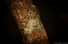 Tamba conscripta
