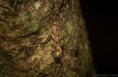 Parochmastis styracodes