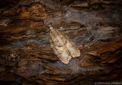 Polylopha epidesma