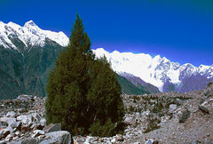 Juniperus semiglobosa