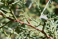 Juniperus semiglobosa