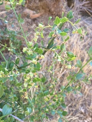 Retanilla
