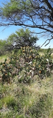 Opuntia elata