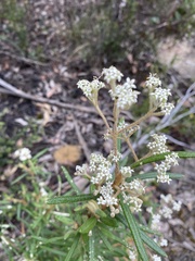 Astrotricha asperifolia