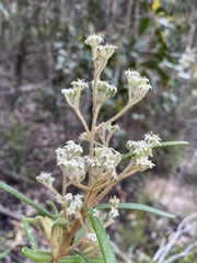 Astrotricha asperifolia