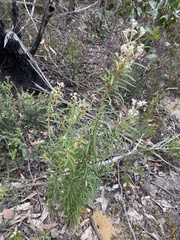 Astrotricha asperifolia