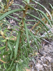 Astrotricha asperifolia