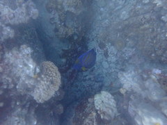 Pomacanthus annularis