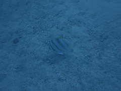 Parachaetodon ocellatus