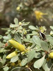 Lambertia inermis drummondii