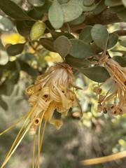Lambertia inermis drummondii