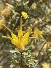 Lambertia inermis drummondii